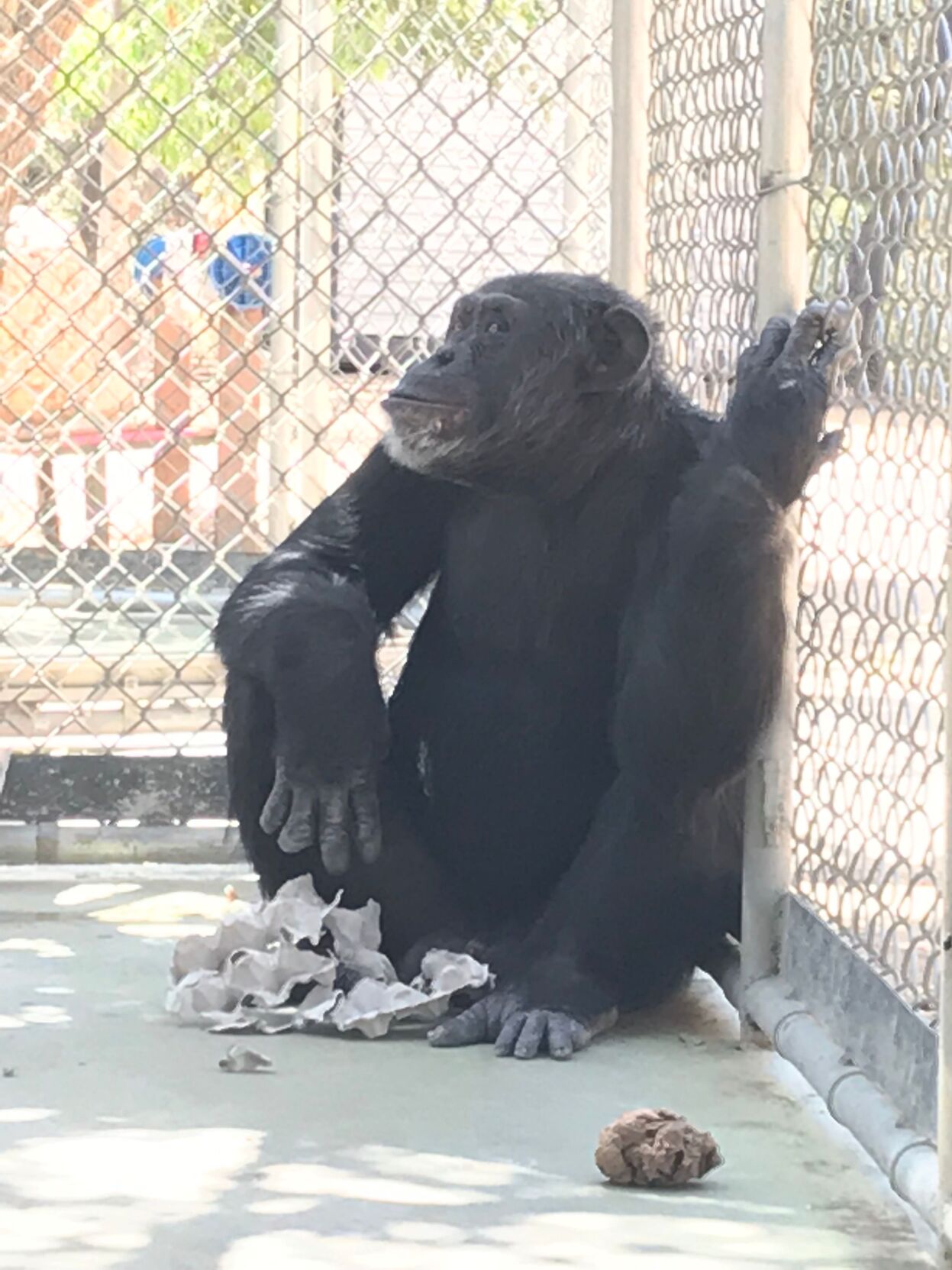 Chimp Haven Axel